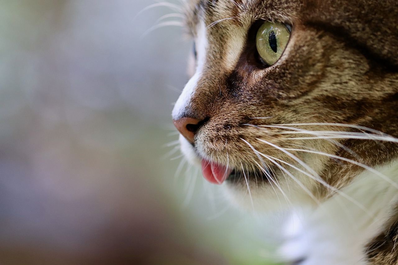 Olho de gato ajudou cientistas coreanos a criar uma câmera de visão noturna única